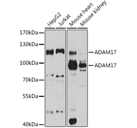 Western Blot - Anti-ADAM17 Antibody (A16782) - Antibodies.com