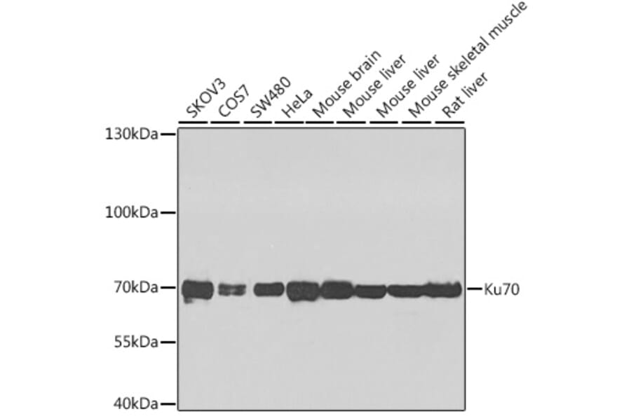 Western Blot - Anti-Ku70 Antibody (A16783) - Antibodies.com