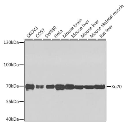 Western Blot - Anti-Ku70 Antibody (A16783) - Antibodies.com