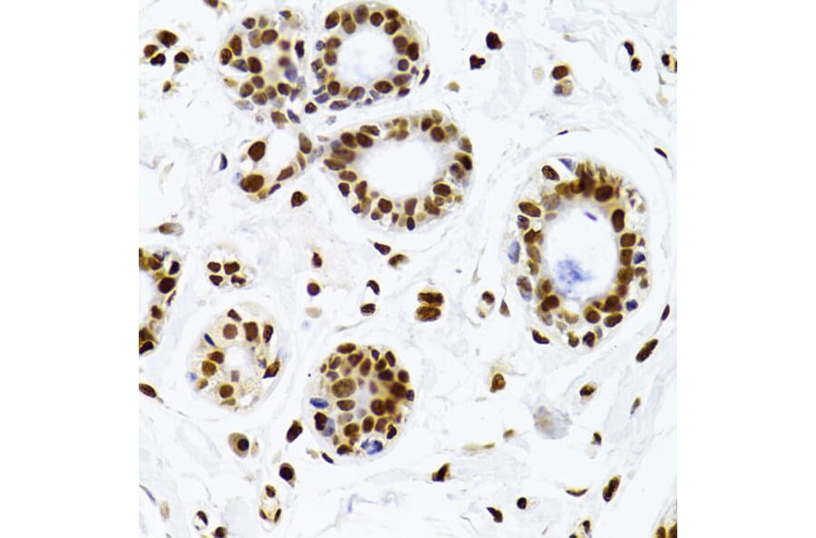 Immunohistochemistry - Anti-Ku70 Antibody (A16783) - Antibodies.com