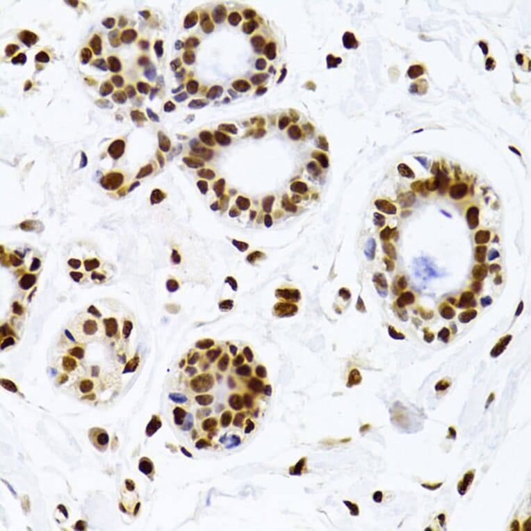 Immunohistochemistry - Anti-Ku70 Antibody (A16783) - Antibodies.com