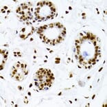 Immunohistochemistry - Anti-Ku70 Antibody (A16783) - Antibodies.com