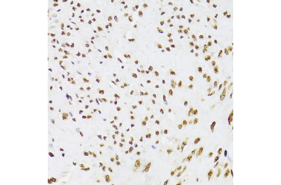 Immunohistochemistry - Anti-Ku70 Antibody (A16783) - Antibodies.com