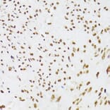 Immunohistochemistry - Anti-Ku70 Antibody (A16783) - Antibodies.com