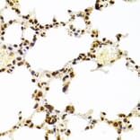 Immunohistochemistry - Anti-Ku70 Antibody (A16783) - Antibodies.com