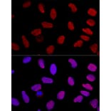 Immunofluorescence - Anti-Ku70 Antibody (A16783) - Antibodies.com