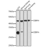 Western Blot - Anti-CEBP Alpha/CEBPA Antibody (A16784) - Antibodies.com