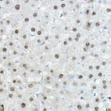 Immunohistochemistry - Anti-CEBP Alpha/CEBPA Antibody (A16784) - Antibodies.com