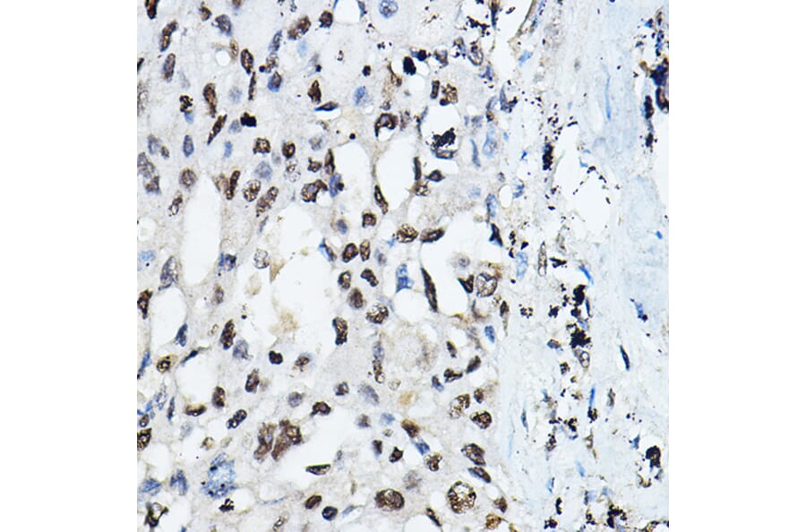 Immunohistochemistry - Anti-CEBP Alpha/CEBPA Antibody (A16784) - Antibodies.com