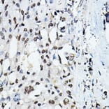 Immunohistochemistry - Anti-CEBP Alpha/CEBPA Antibody (A16784) - Antibodies.com