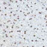 Immunohistochemistry - Anti-CEBP Alpha/CEBPA Antibody (A16784) - Antibodies.com