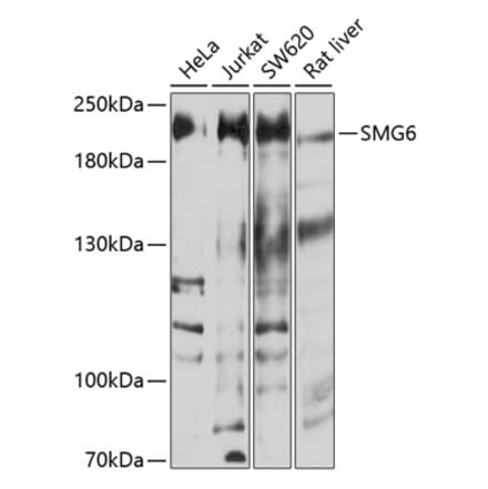 Western Blot - Anti-SMG6 Antibody (A16786) - Antibodies.com