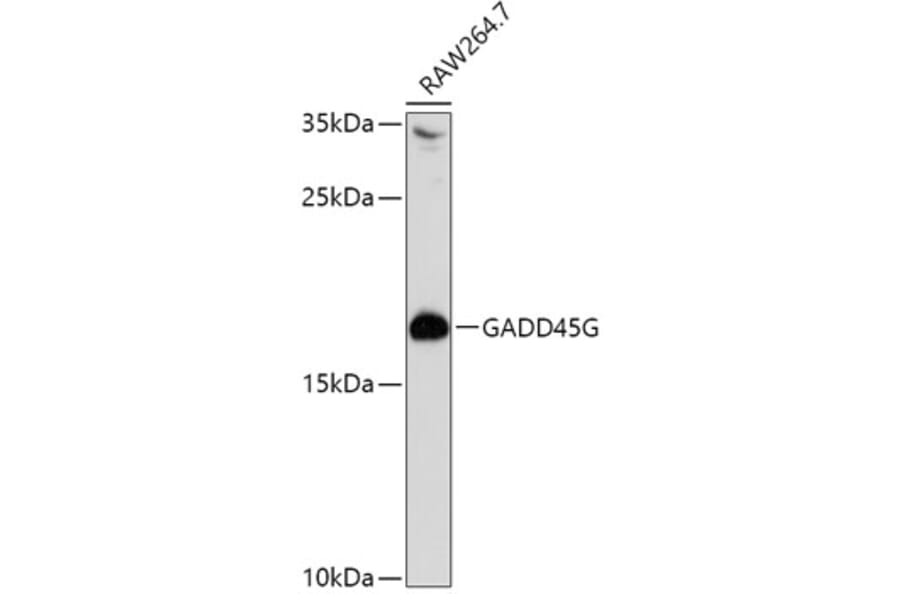 Western Blot - Anti-GADD45G/CR6 Antibody (A16789) - Antibodies.com