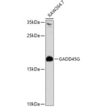 Western Blot - Anti-GADD45G/CR6 Antibody (A16789) - Antibodies.com