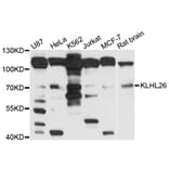 Western Blot - Anti-KLHL26 Antibody (A10374) - Antibodies.com