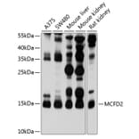 Western Blot - Anti-MCFD2 Antibody (A16791) - Antibodies.com