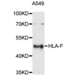 Western Blot - Anti-HLA-F Antibody (A10384) - Antibodies.com