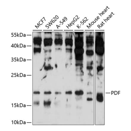 Western Blot - Anti-PDF Antibody (A16794) - Antibodies.com