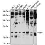 Western Blot - Anti-PDF Antibody (A16794) - Antibodies.com
