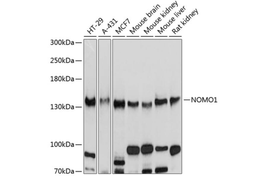 Western Blot - Anti-NOMO1 Antibody (A16796) - Antibodies.com