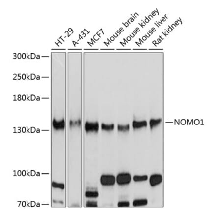 Western Blot - Anti-NOMO1 Antibody (A16796) - Antibodies.com