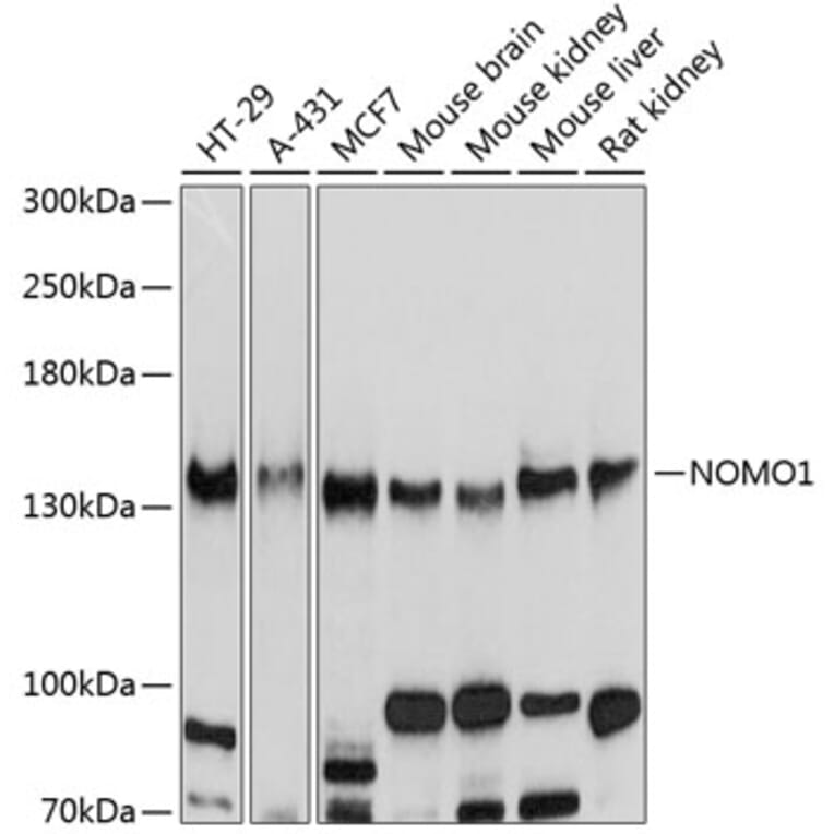 Western Blot - Anti-NOMO1 Antibody (A16796) - Antibodies.com