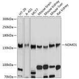 Western Blot - Anti-NOMO1 Antibody (A16796) - Antibodies.com