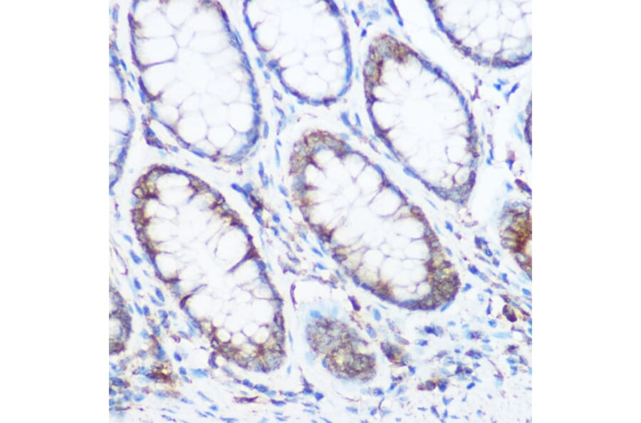 Immunohistochemistry - Anti-NOMO1 Antibody (A16796) - Antibodies.com