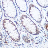 Immunohistochemistry - Anti-NOMO1 Antibody (A16796) - Antibodies.com