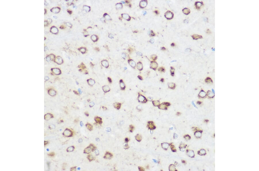 Immunohistochemistry - Anti-NOMO1 Antibody (A16796) - Antibodies.com