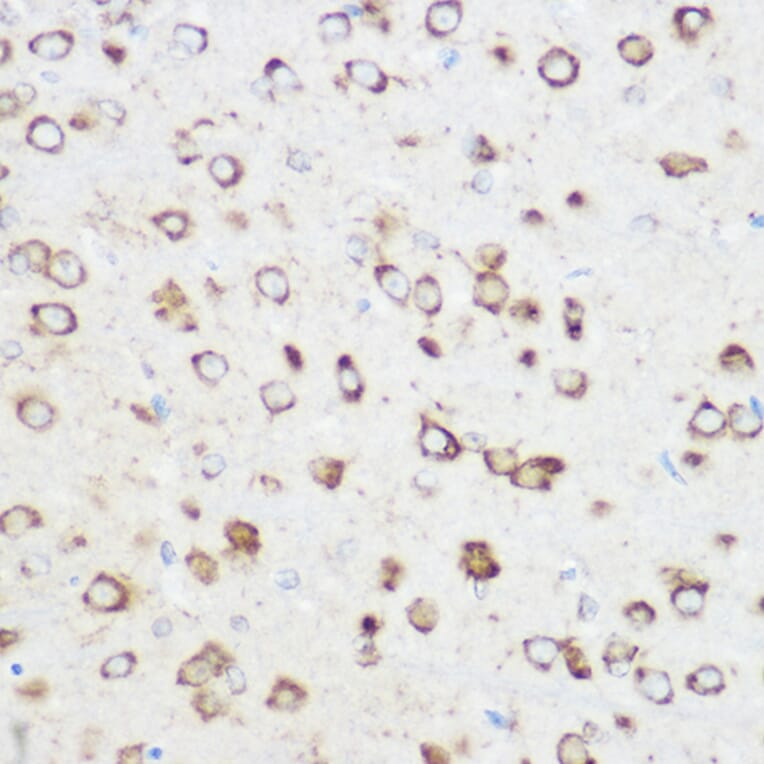 Immunohistochemistry - Anti-NOMO1 Antibody (A16796) - Antibodies.com
