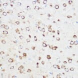 Immunohistochemistry - Anti-NOMO1 Antibody (A16796) - Antibodies.com