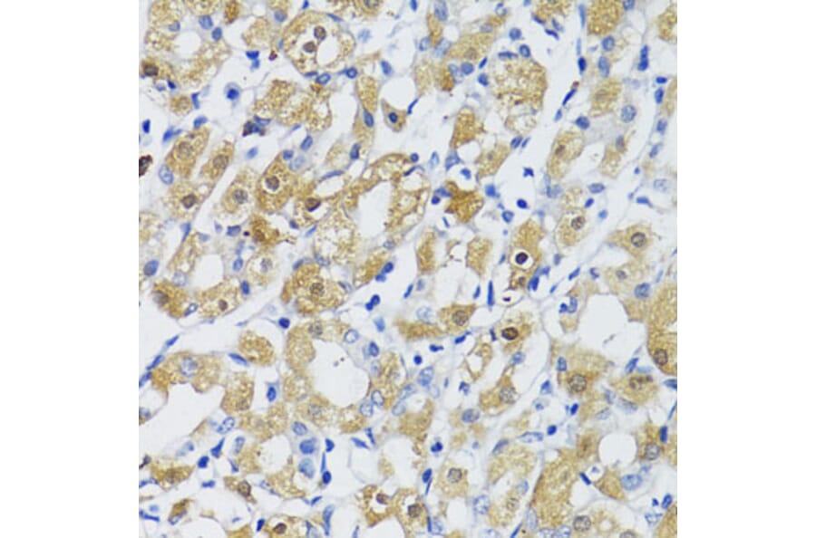 Immunohistochemistry - Anti-TGFB1 Antibody (A10749) - Antibodies.com