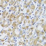 Immunohistochemistry - Anti-TGFB1 Antibody (A10749) - Antibodies.com