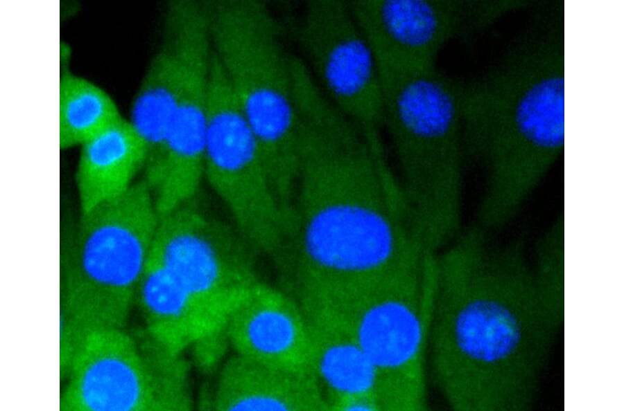 Immunofluorescence - Anti-DNMT3A Antibody (A10844) - Antibodies.com