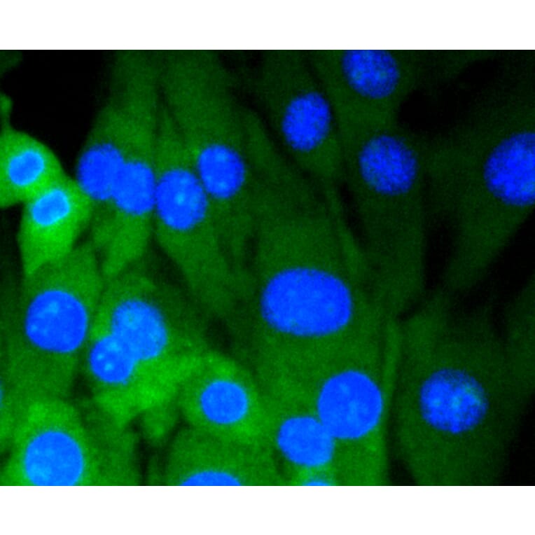 Immunofluorescence - Anti-DNMT3A Antibody (A10844) - Antibodies.com