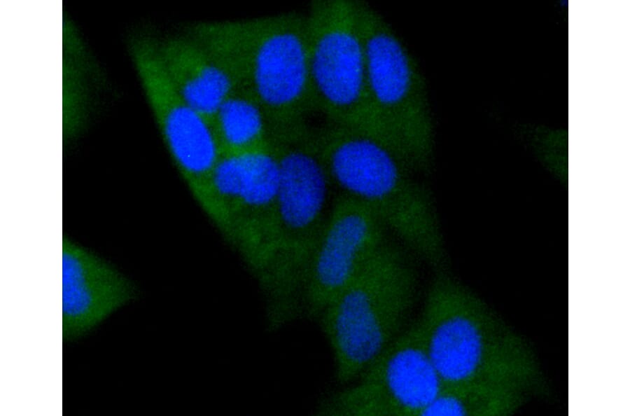 Immunofluorescence - Anti-DNMT3A Antibody (A10844) - Antibodies.com