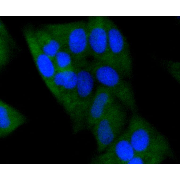 Immunofluorescence - Anti-DNMT3A Antibody (A10844) - Antibodies.com