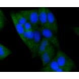 Immunofluorescence - Anti-DNMT3A Antibody (A10844) - Antibodies.com