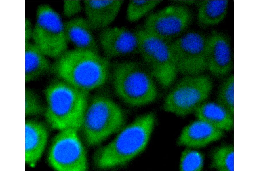 Immunofluorescence - Anti-DNMT3A Antibody (A10844) - Antibodies.com