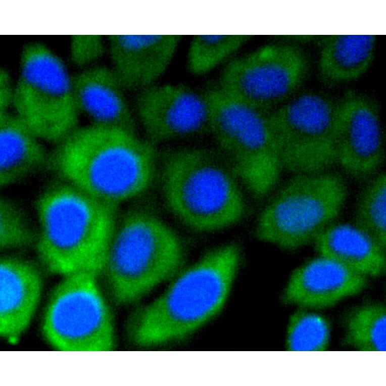 Immunofluorescence - Anti-DNMT3A Antibody (A10844) - Antibodies.com