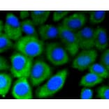 Immunofluorescence - Anti-DNMT3A Antibody (A10844) - Antibodies.com