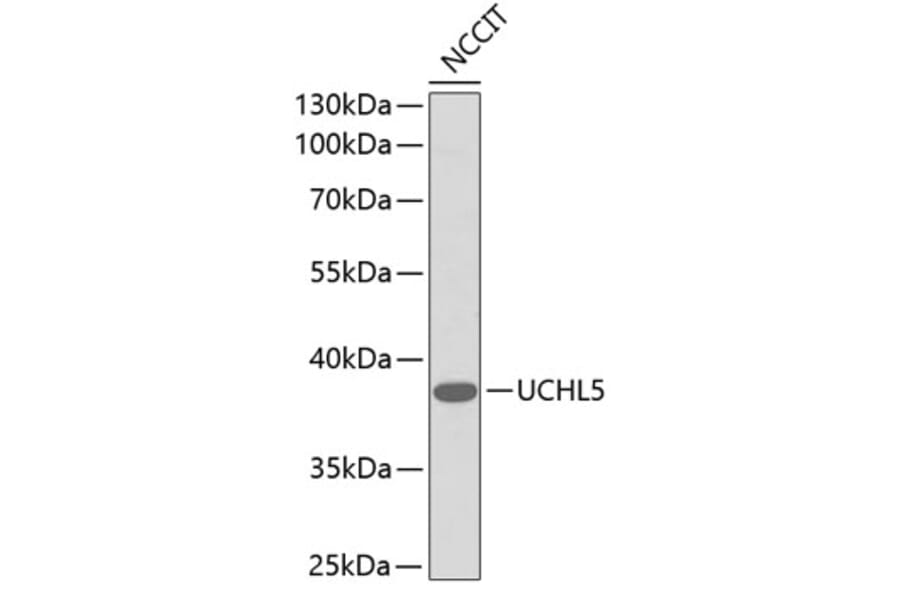 Western Blot - Anti-UCHL5 Antibody (A1090) - Antibodies.com