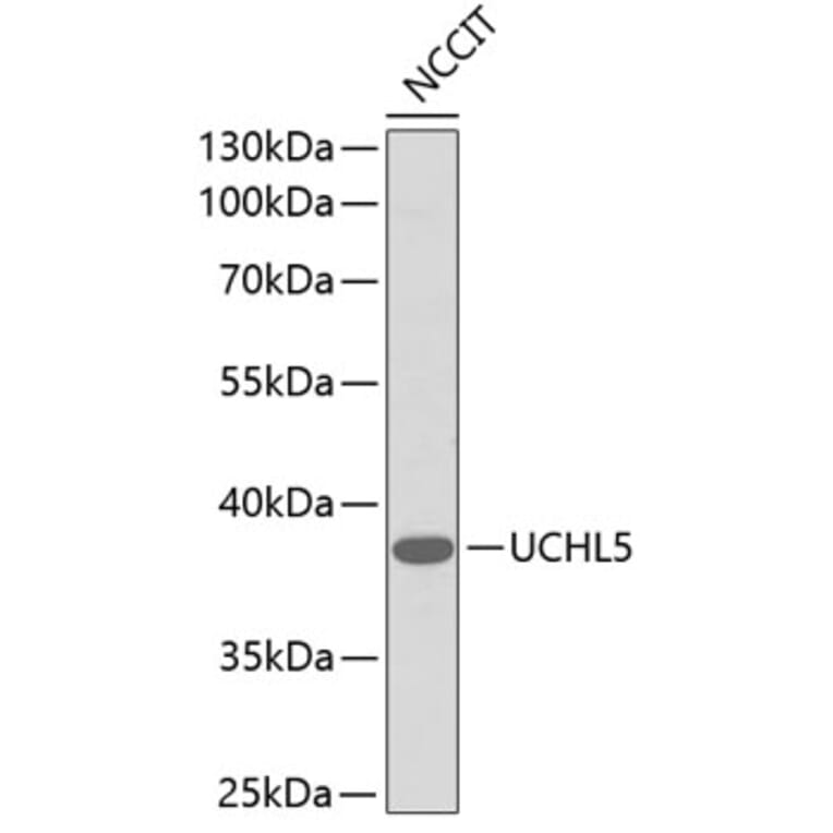 Western Blot - Anti-UCHL5 Antibody (A1090) - Antibodies.com