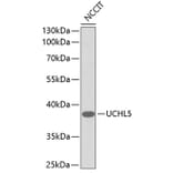 Western Blot - Anti-UCHL5 Antibody (A1090) - Antibodies.com