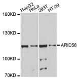 Western Blot - Anti-ARID5B Antibody (A10950) - Antibodies.com
