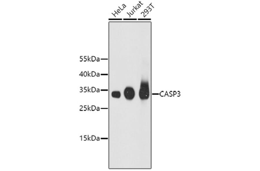Western Blot - Anti-CASP3 Antibody (A11024) - Antibodies.com