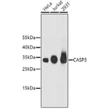 Western Blot - Anti-CASP3 Antibody (A11024) - Antibodies.com
