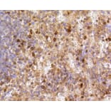 Immunohistochemistry - Anti-CASP3 Antibody (A11024) - Antibodies.com