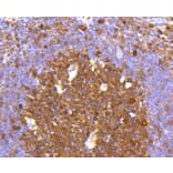 Immunohistochemistry - Anti-CASP3 Antibody (A11024) - Antibodies.com